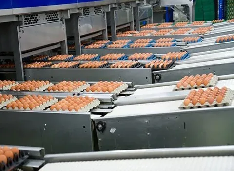 قیمت خرید دستگاه سورتینگ تخم مرغ عمده به صرفه و ارزان